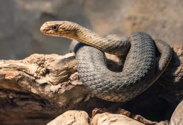 حماية الثعابين في الجزائر